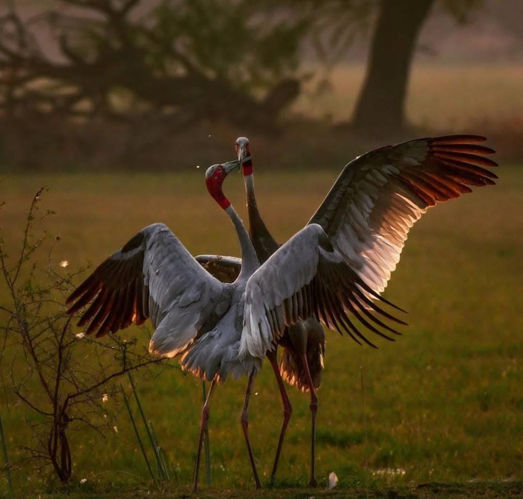 Birdwatching in India - Sarus cranes