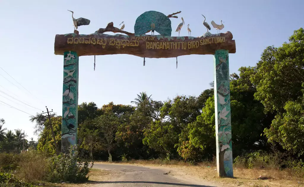 Bird watching in India - Ranganathittu Bird Sanctuary