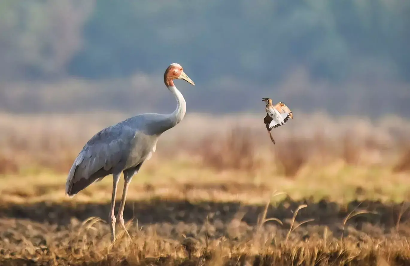 Birdwatching in India