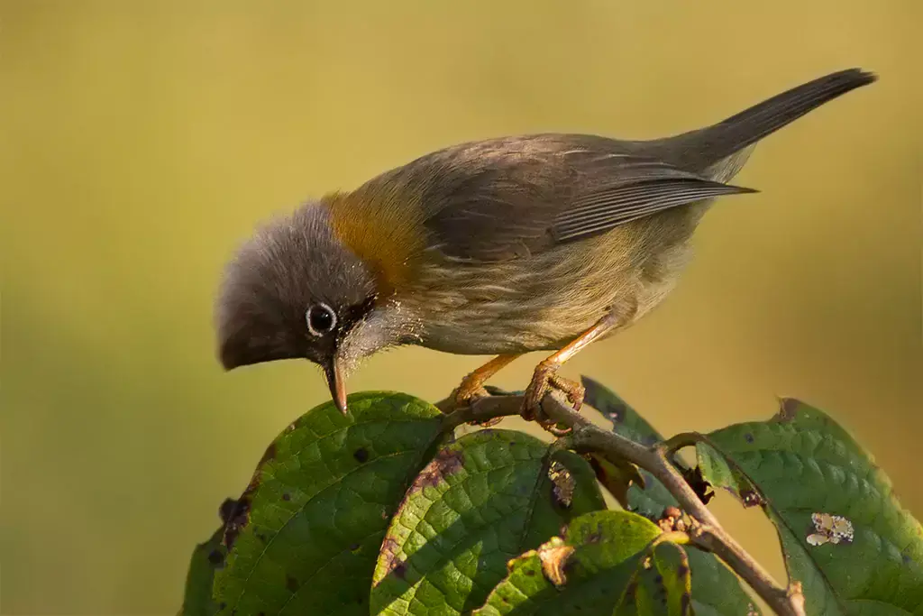 Yuhina flavicolli at Eaglenest Wildlife Sanctuary