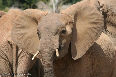 Chirang-Ripu Elephant Reserve, Assam