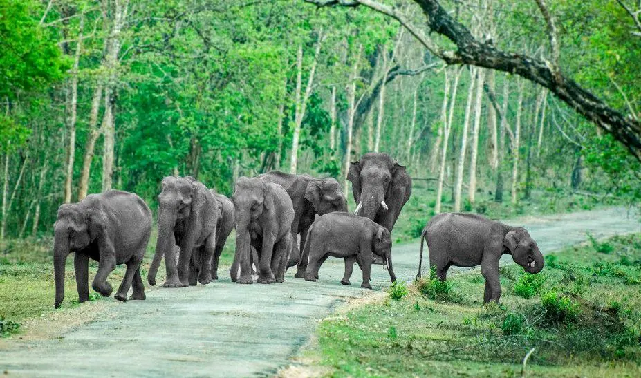 bandipur national park Elephant Sanctuaries in India 