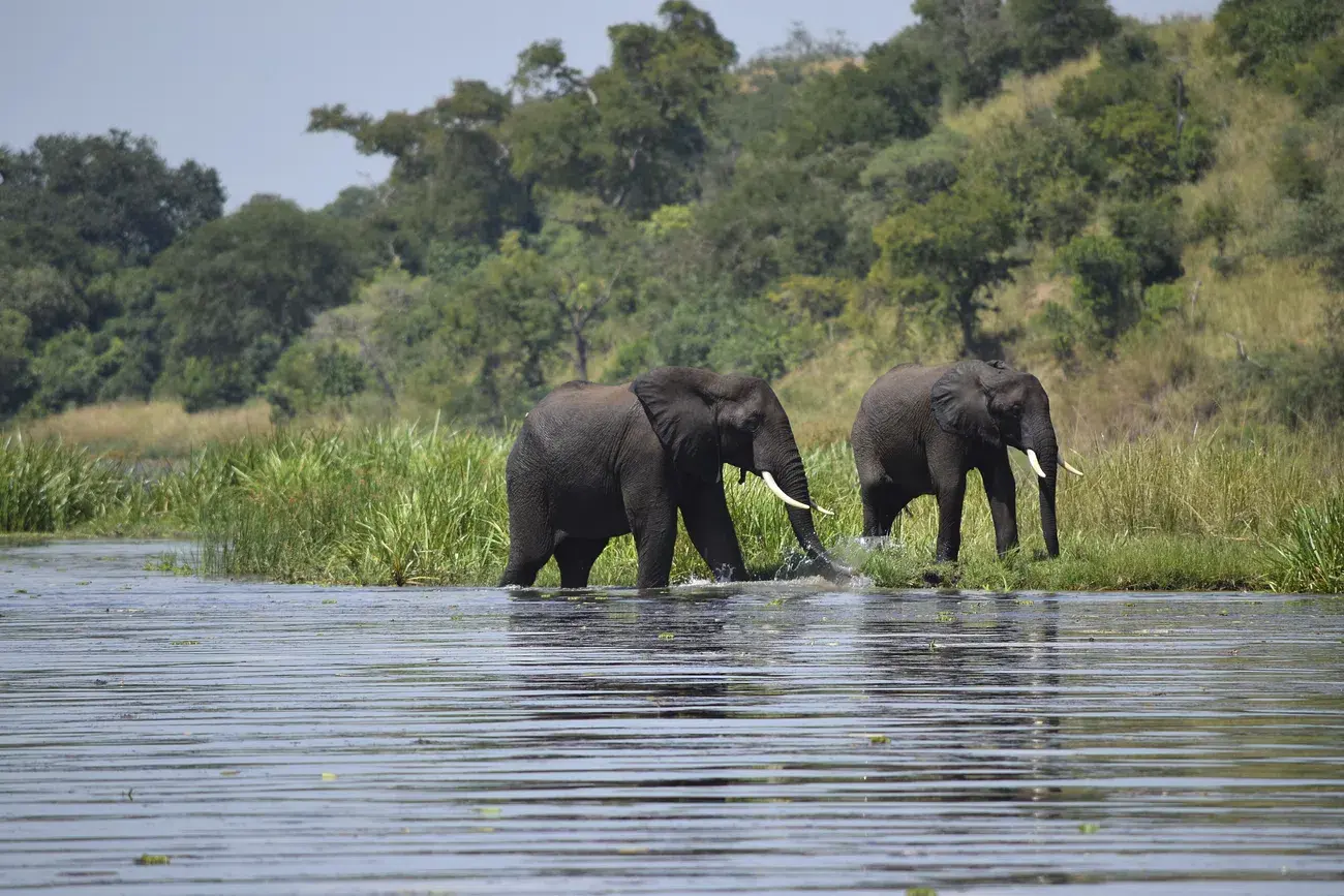 Terai elephant sanctuary in India