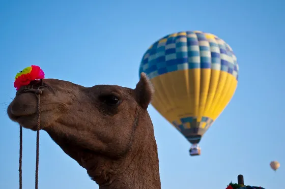Camel in Pushkar
