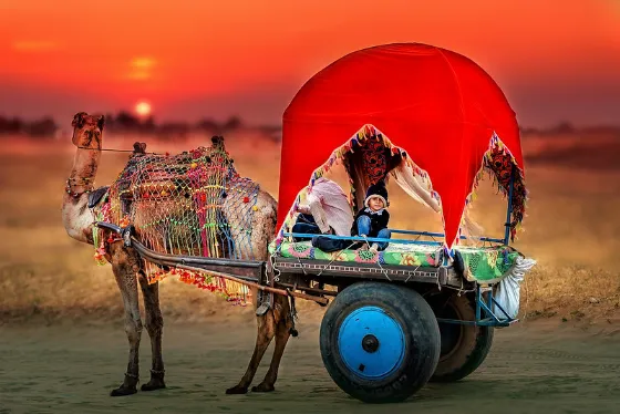 Camel safari in Pushkar