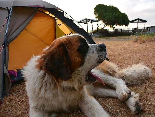 Camping with pets