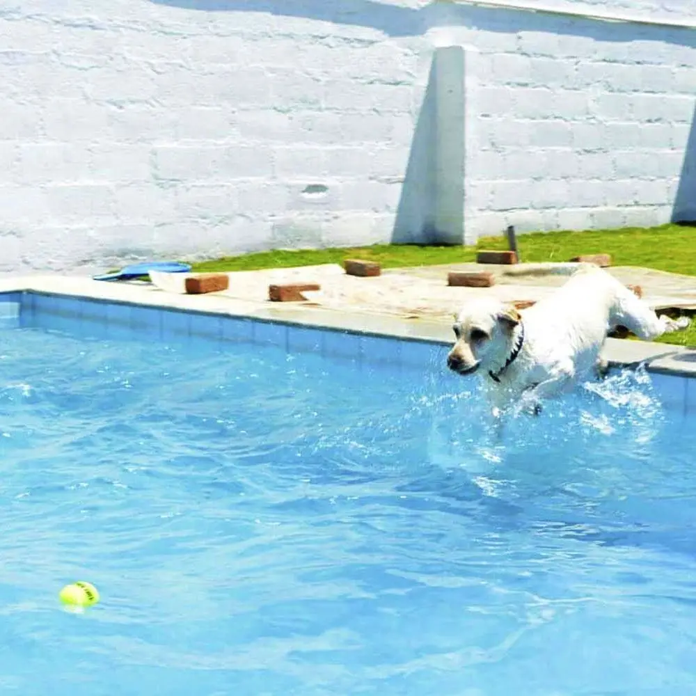 Dog swimming in bangalore