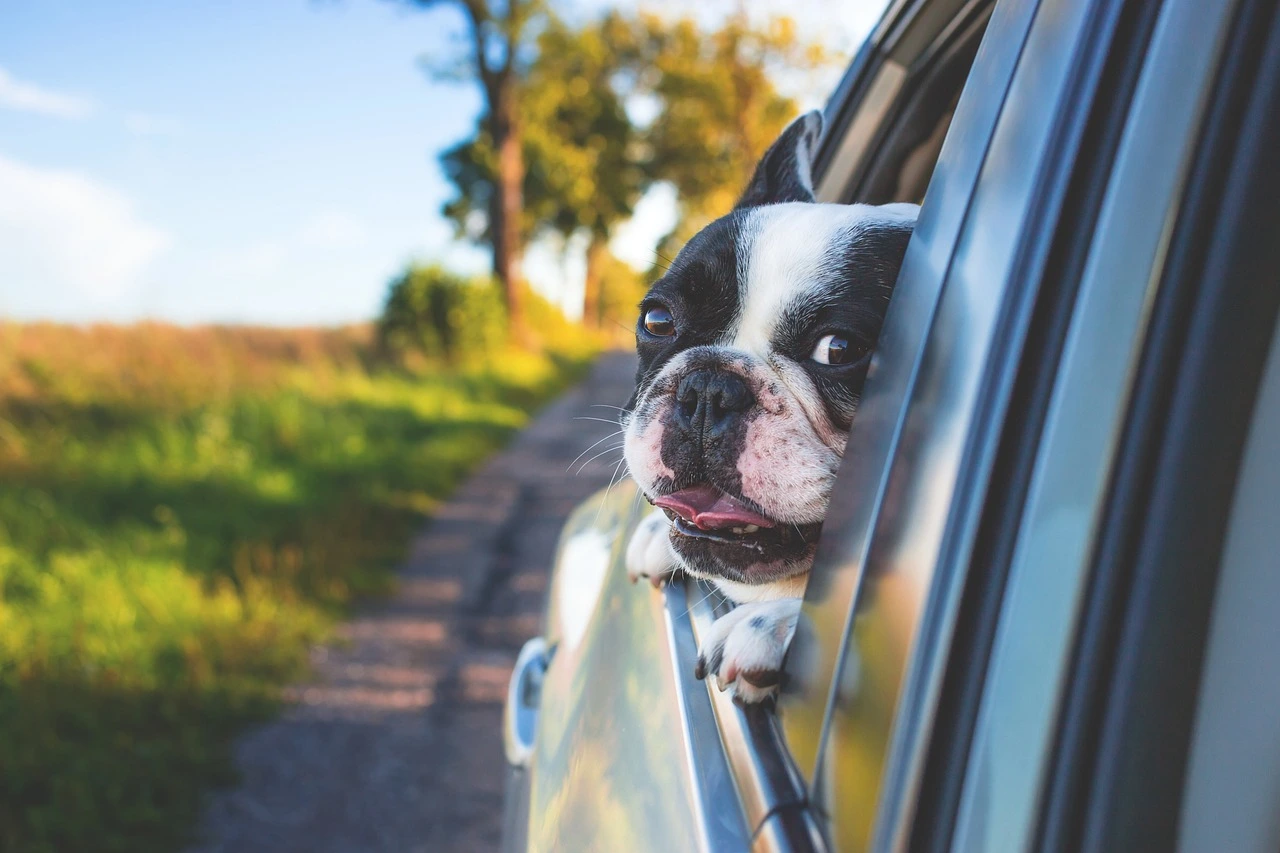 Pet friendly cabs in Bangalore