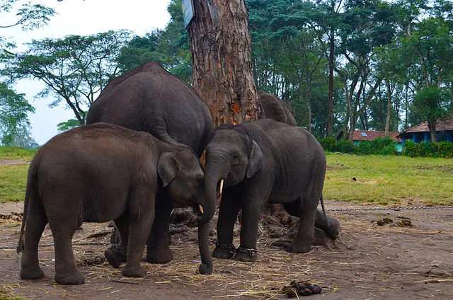 Dubare wildlife elephants