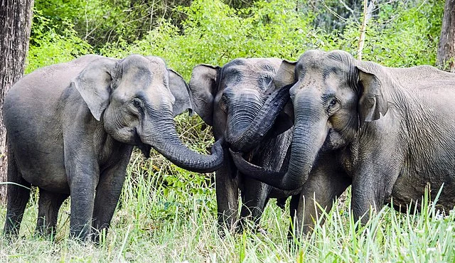 Kameng Elephant Sanctuaries in India 