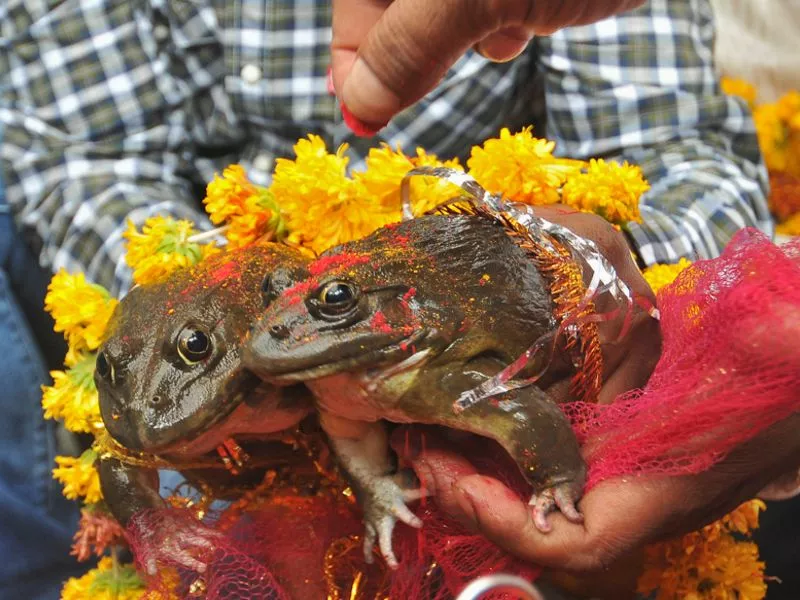 Frog marriages in India