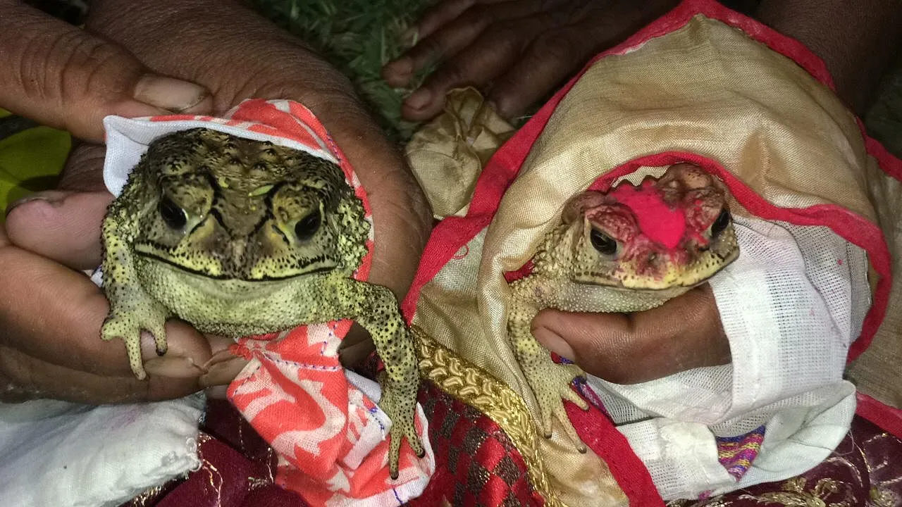 Frog marriage in Assam