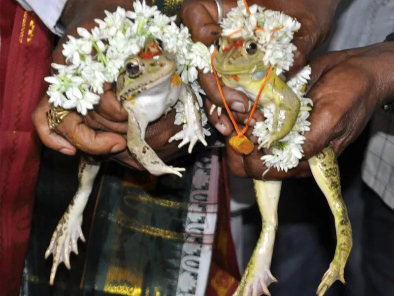 Frog marriages in India