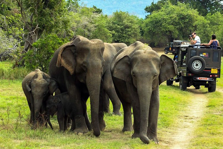 Periyar wildlife elephant