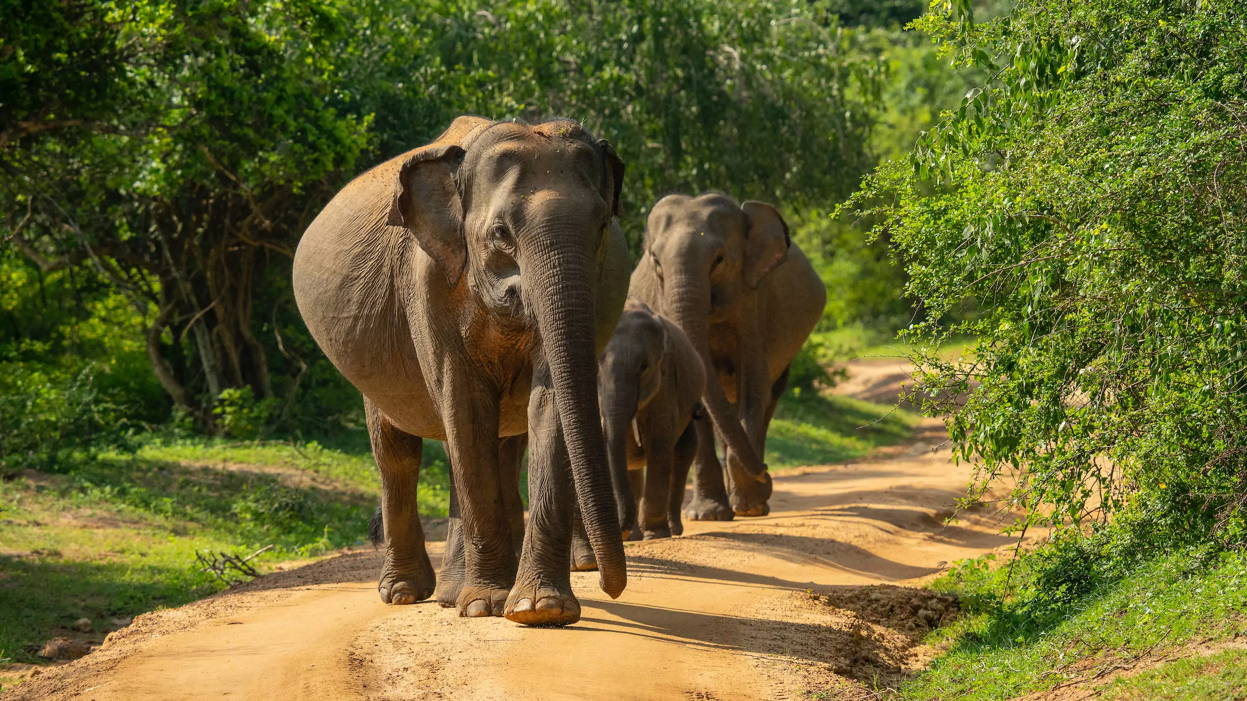 Elephant Sanctuaries in India 