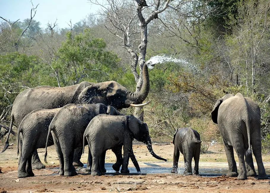 Dooras Elephant Sanctuaries in India 