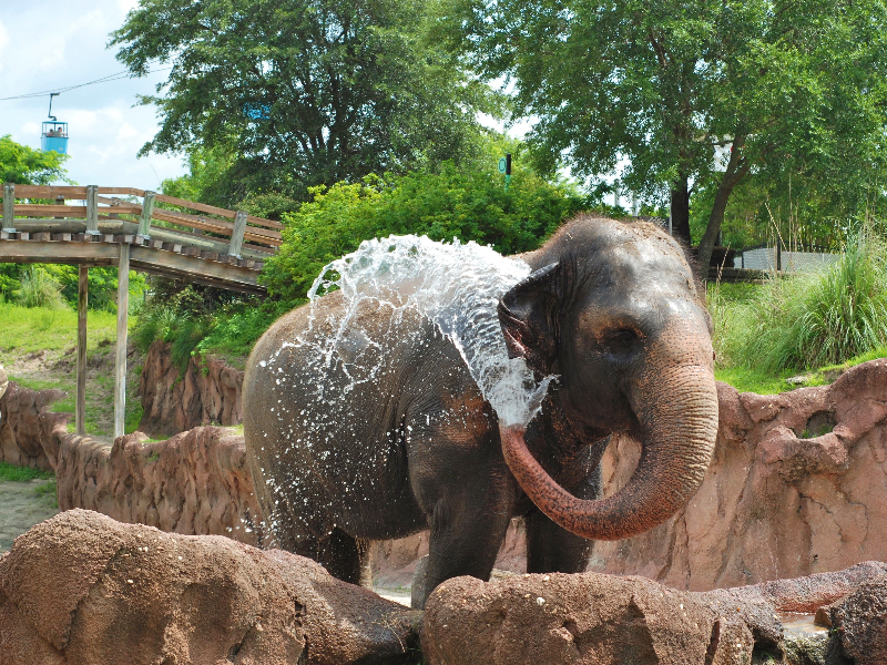 Elephant bathings, Jim Corbett