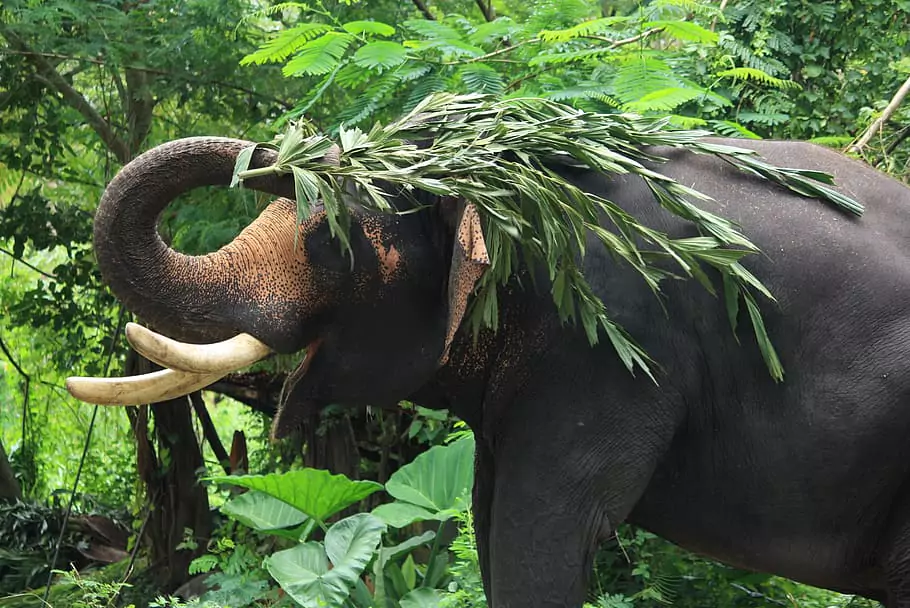 Tadoba wildlife sanctuary