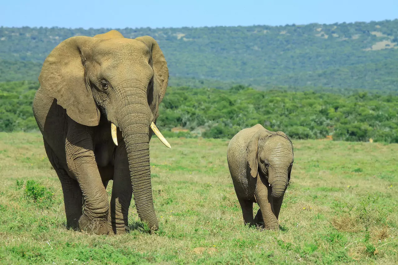 Bandhavgarh National Park elephant