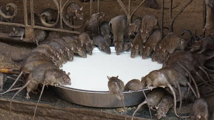 Rats in Karni Mata Temple