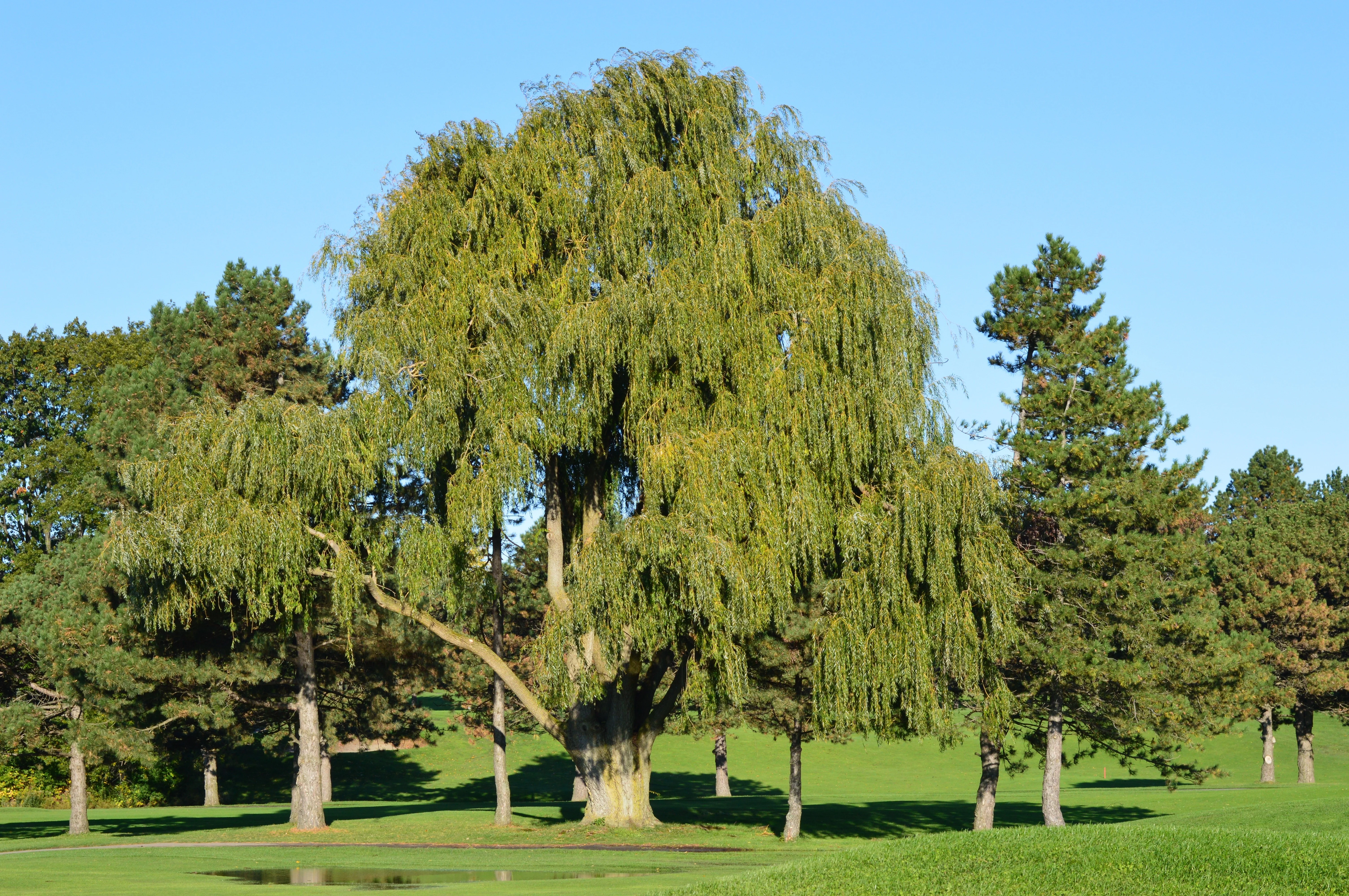 Kashmiri willow tree