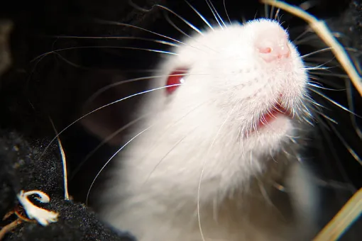 White albino rat in the rat temple