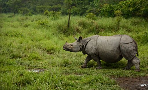 One-horned rhino at the Kaziranga national park
