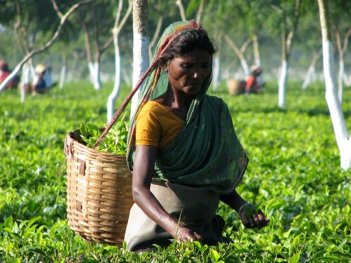 Worker plucking tea leaves in the tea gardens of Assam