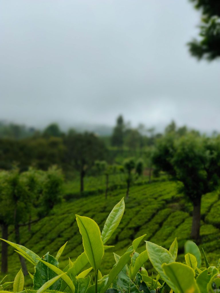 View from a tea garden of Assam