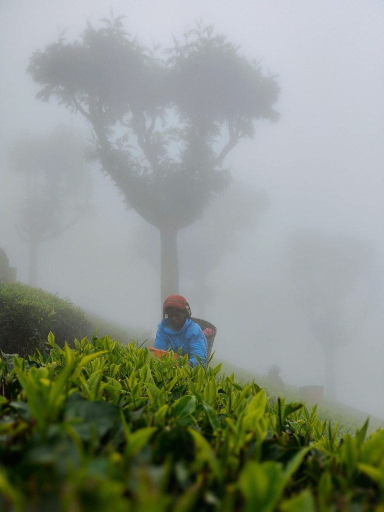 Tea plucking at the tea garden in Corramore plantation in Assam



