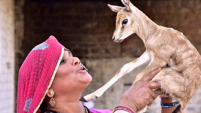 Woman in Bishnoi village with a deer