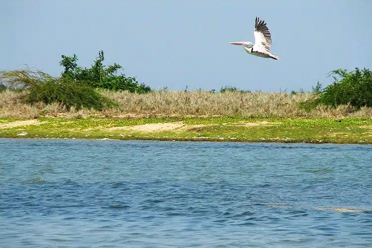 Pulicat Lake
