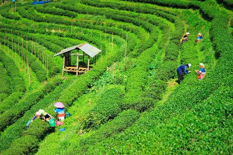 tea plantations in Assam
