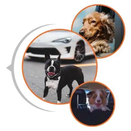 Savaari's special services - Savaari pet friendly cabs 