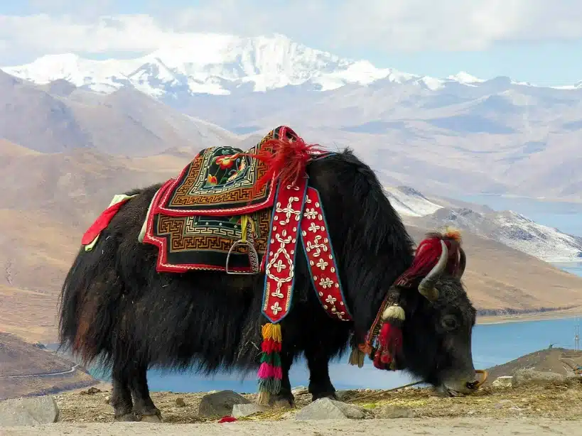 Unique experiences in India - Yak Safari