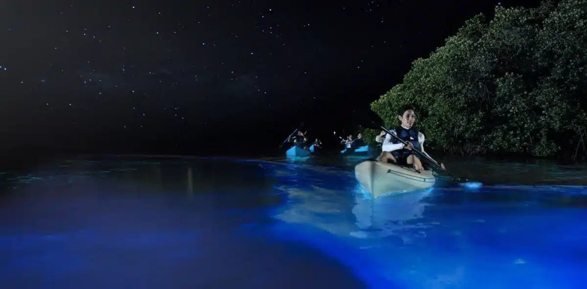 Unique experiences in India - Bioluminence kayak