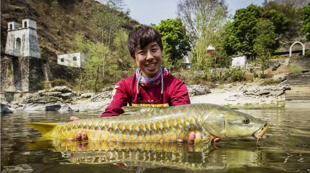 Golden mahseer fishing