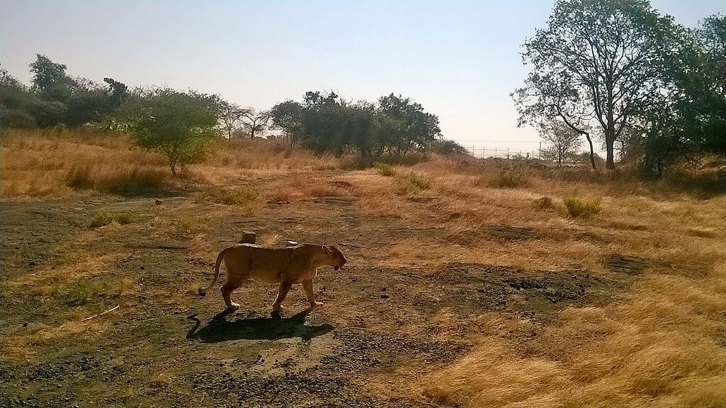 Lioness in Gir National Park 