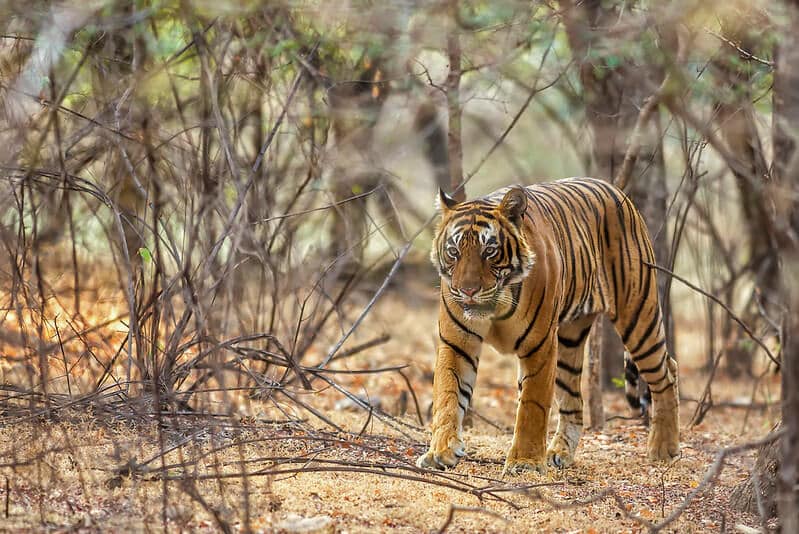 ranthambore safari map