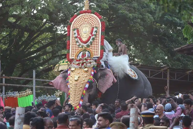 Elephants in Thrissur Pooram