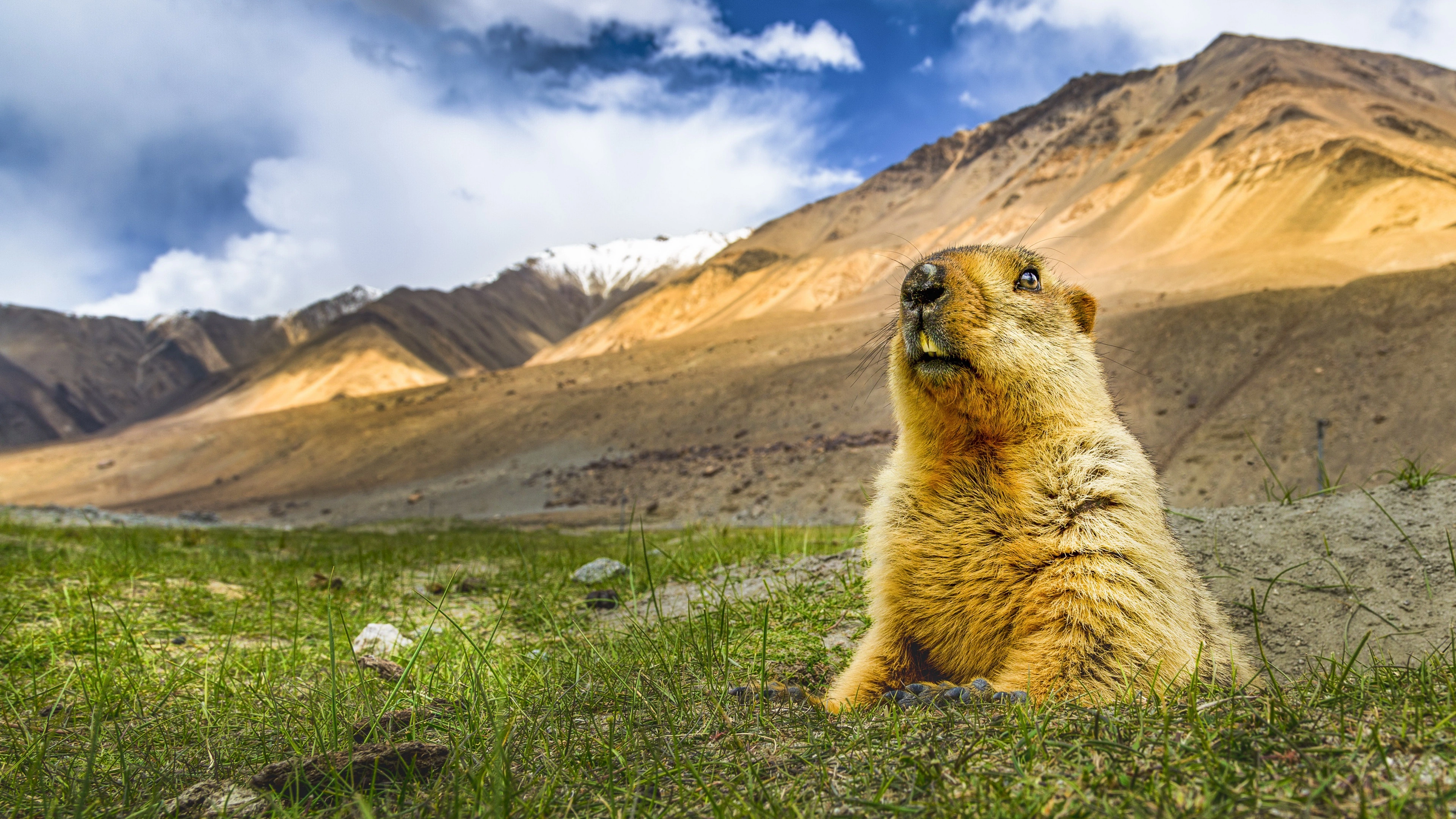 Himayalan Marmot found in Ladakh