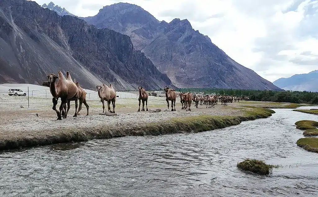 Nubra Valley Bacterian camels