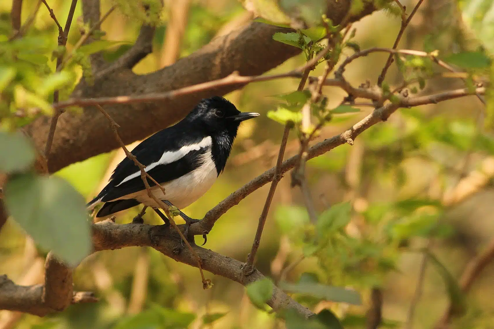 Sanjay Gandhi Biological Park