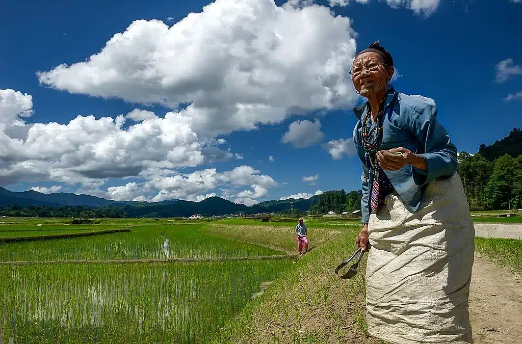 Apatani woman in paddy field 