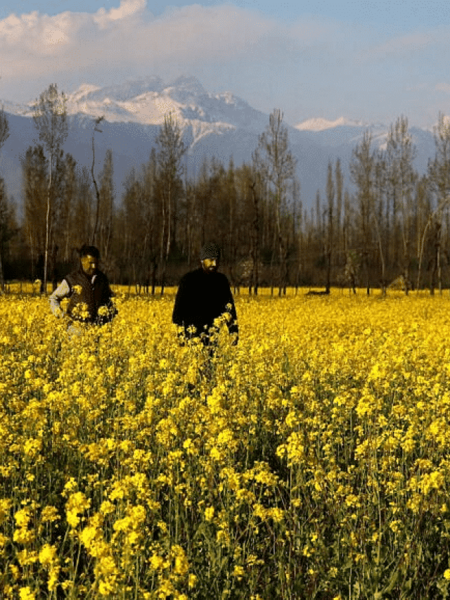 Recreate the iconic DDLJ scene in Kashmir’s mustard fields